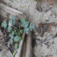 Vigna trilobata (L.) Verdc.